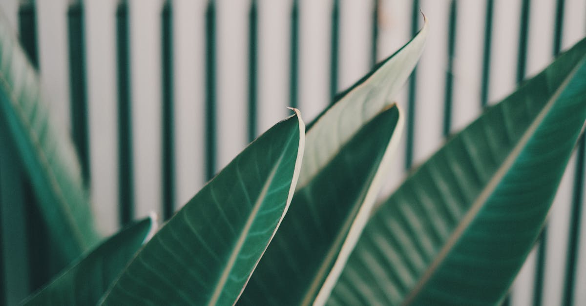 Eco-Conscious Strategies for a Minimalist Home Decor