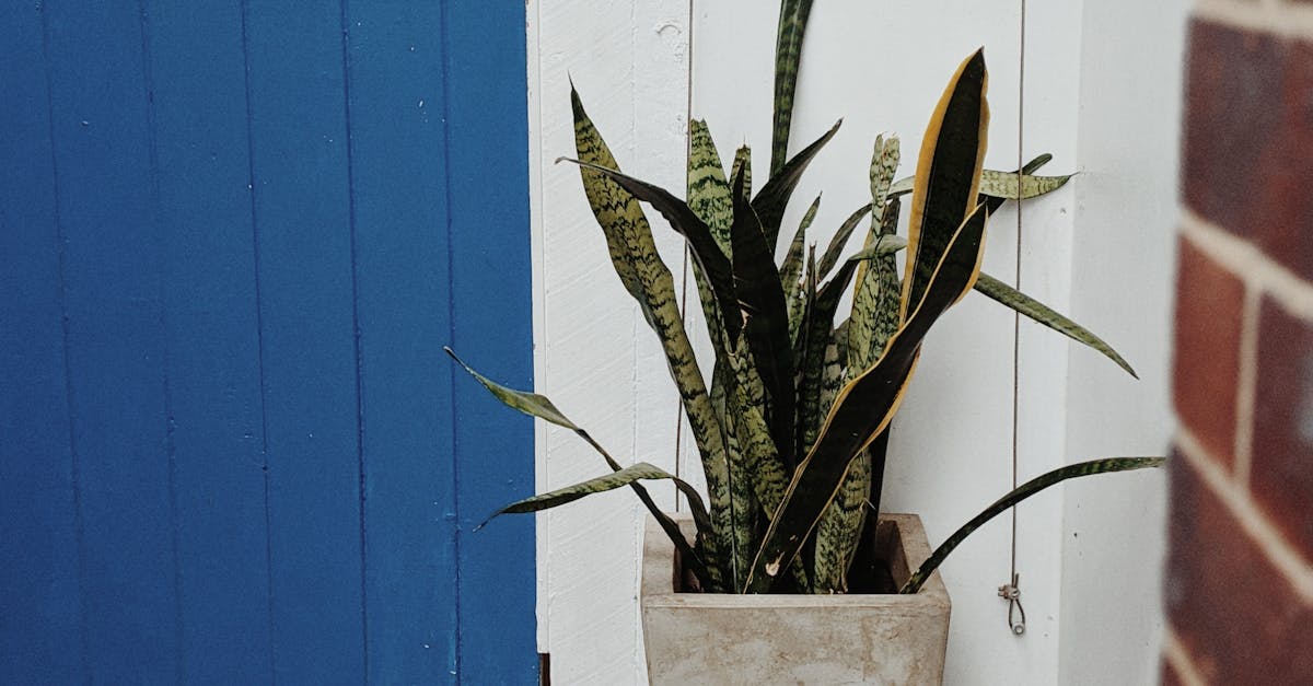 Non-Toxic Paints: Benefits for Your Home and the Environment