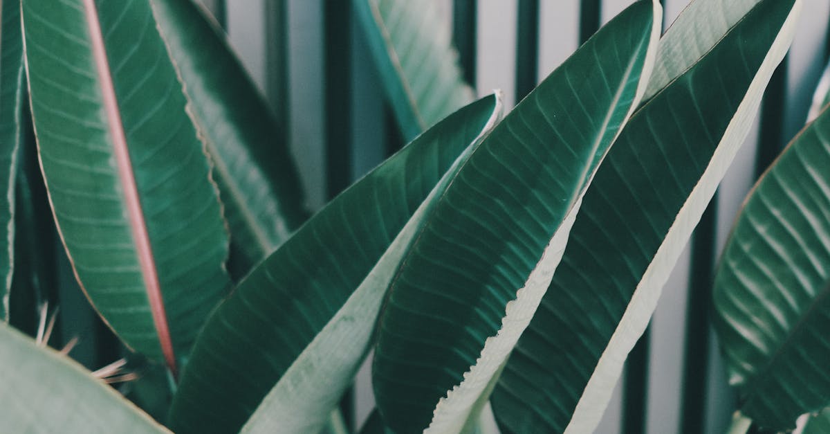 Selecting Energy-efficient Appliances for Modern Living