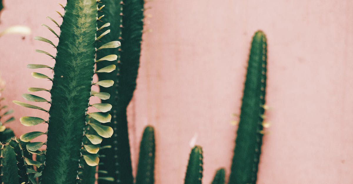 The Role of Accent Colours in Modern Australian Interiors